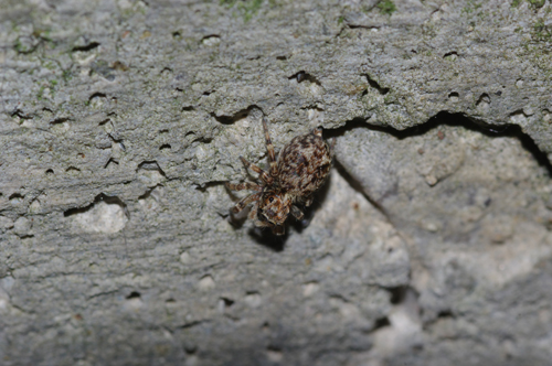 Pseudeuophrys sp.